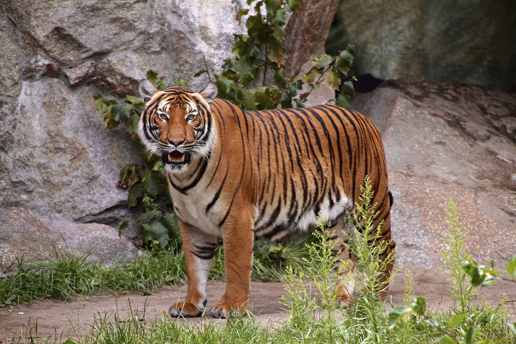 Бритый тигр как выглядит